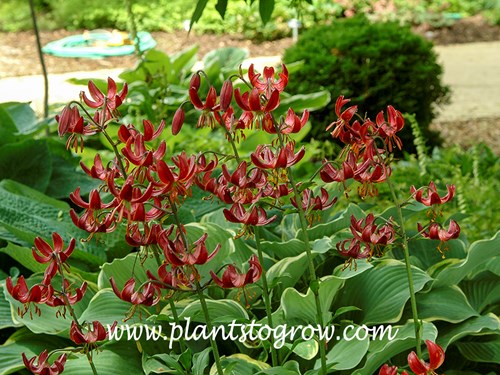 'Claude Shride'  Martagon Lily These plants are growing in a shaded spot along with some Hosta.  I have seen these Lilies growing in this spot for many years and am assuming they are the same plants.